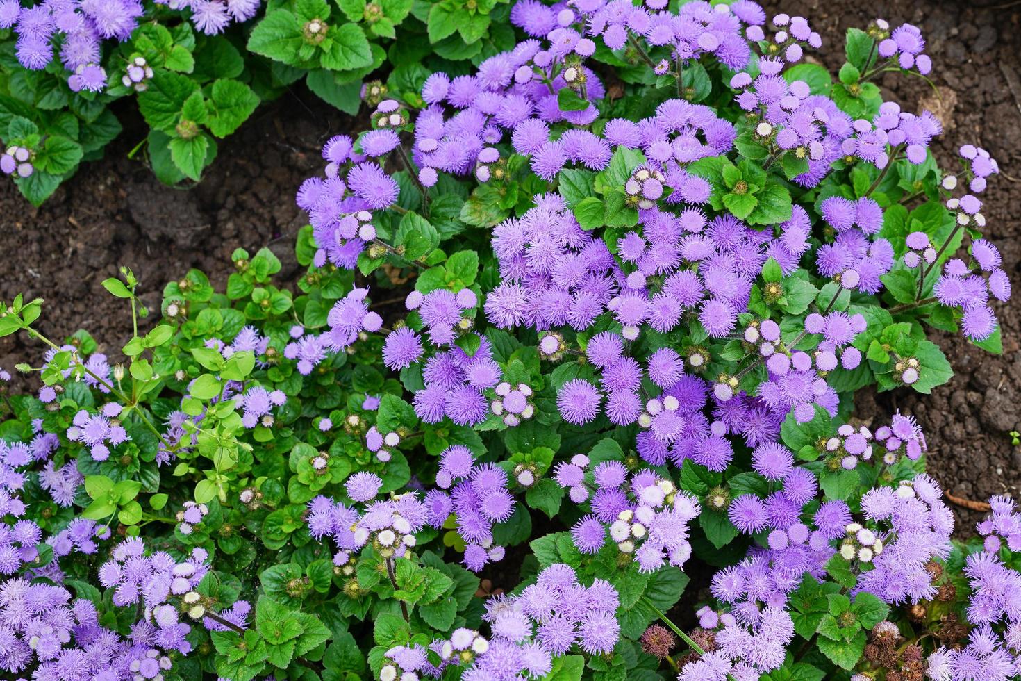 Purple flowers in a flower bed in a garden photo