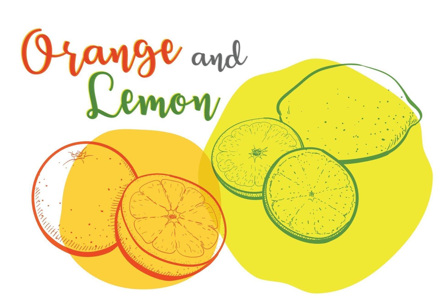 Drawing lines of oranges and lemons with vivid colors. vector