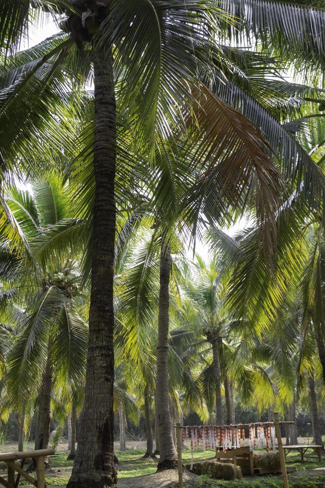 Coconut palm trees photo