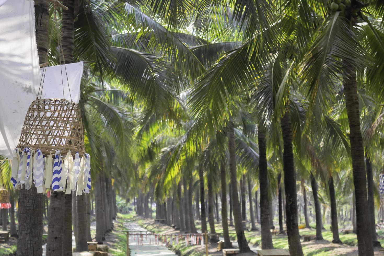 Coconut palm trees photo