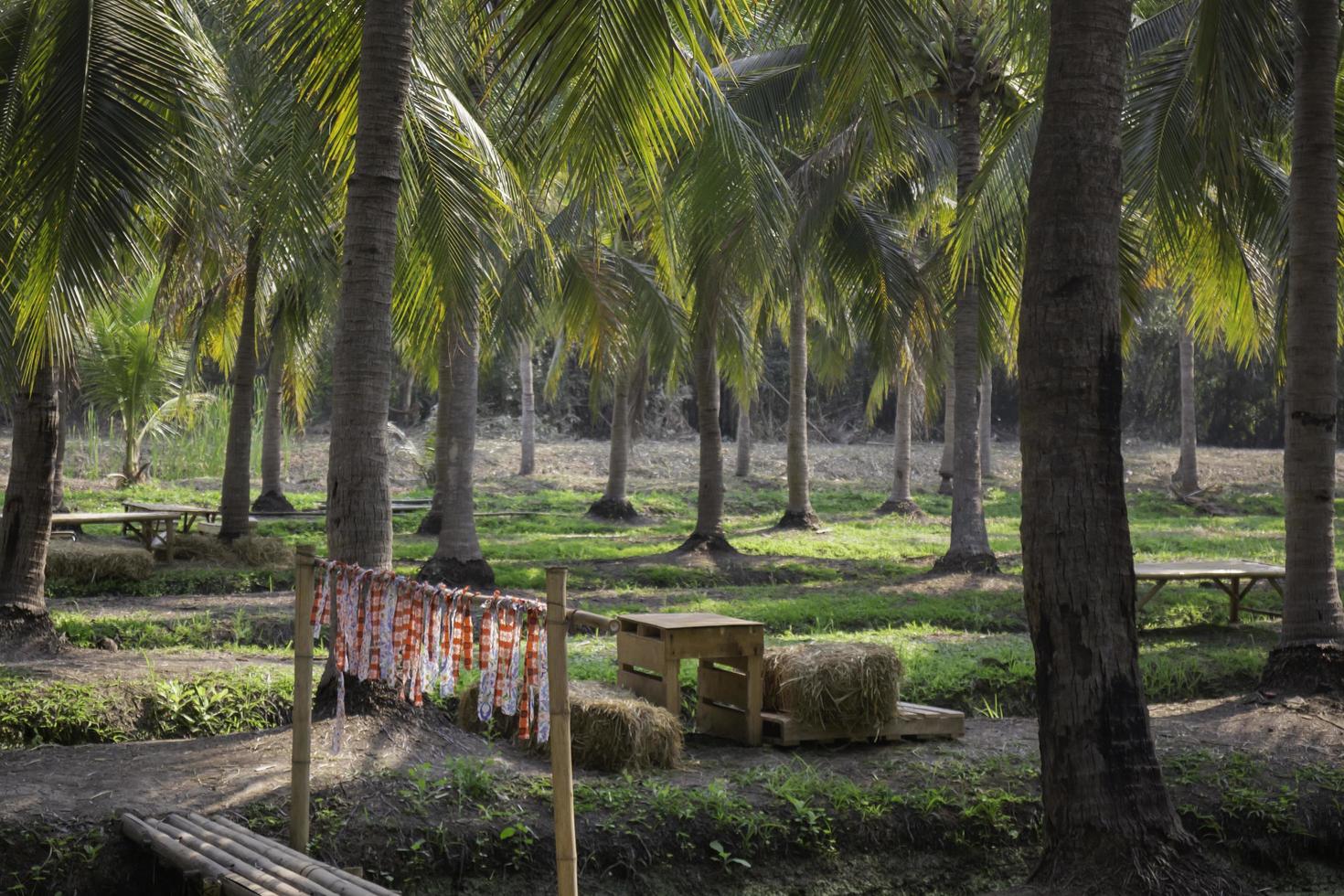 Coconut palm trees photo