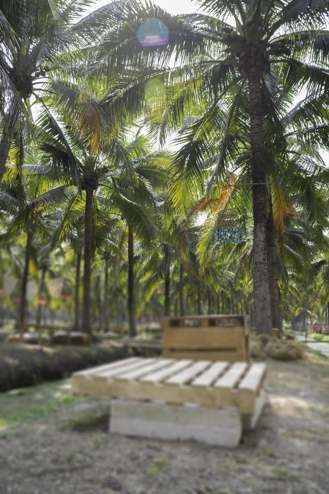 Coconut palm trees photo