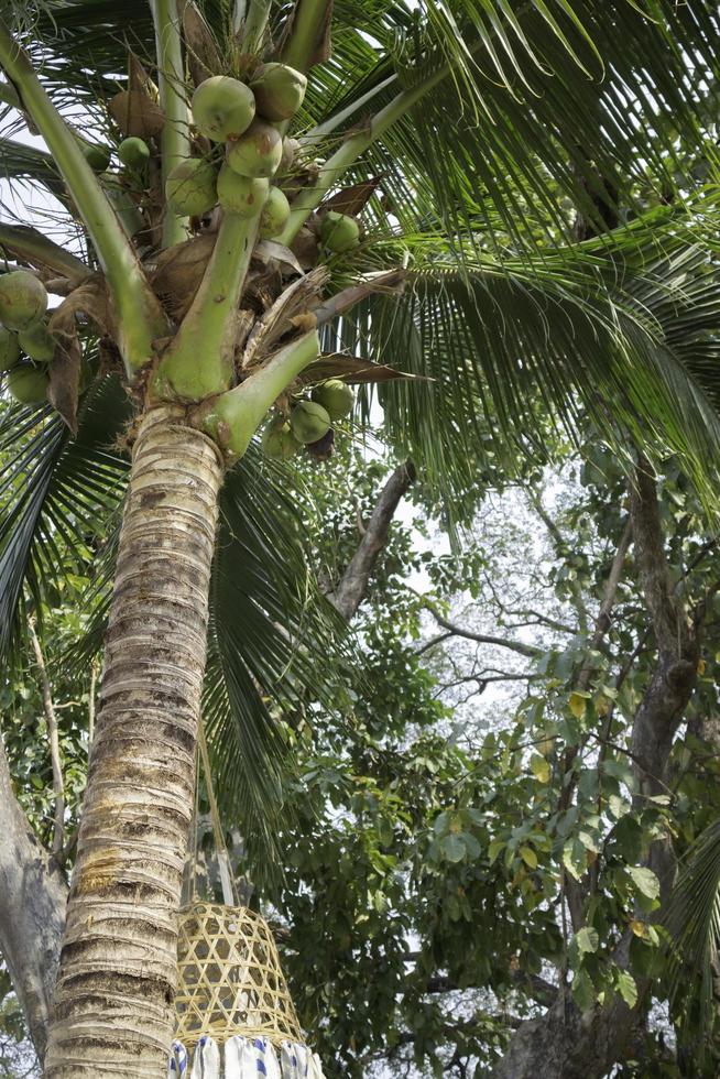 Coconut palm trees photo