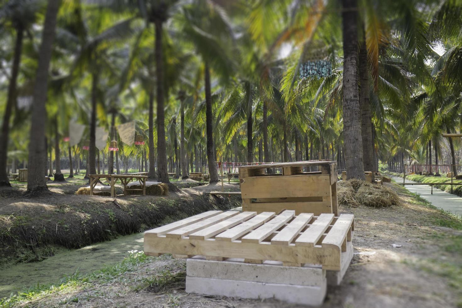 Coconut palm trees photo