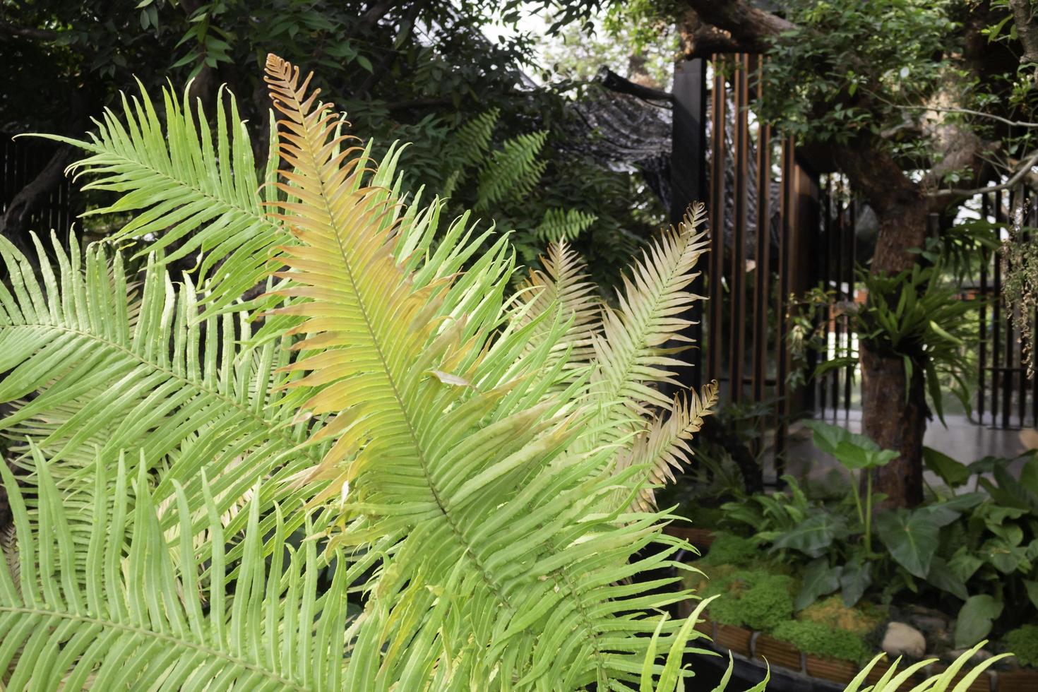 Plants in a tropical garden photo