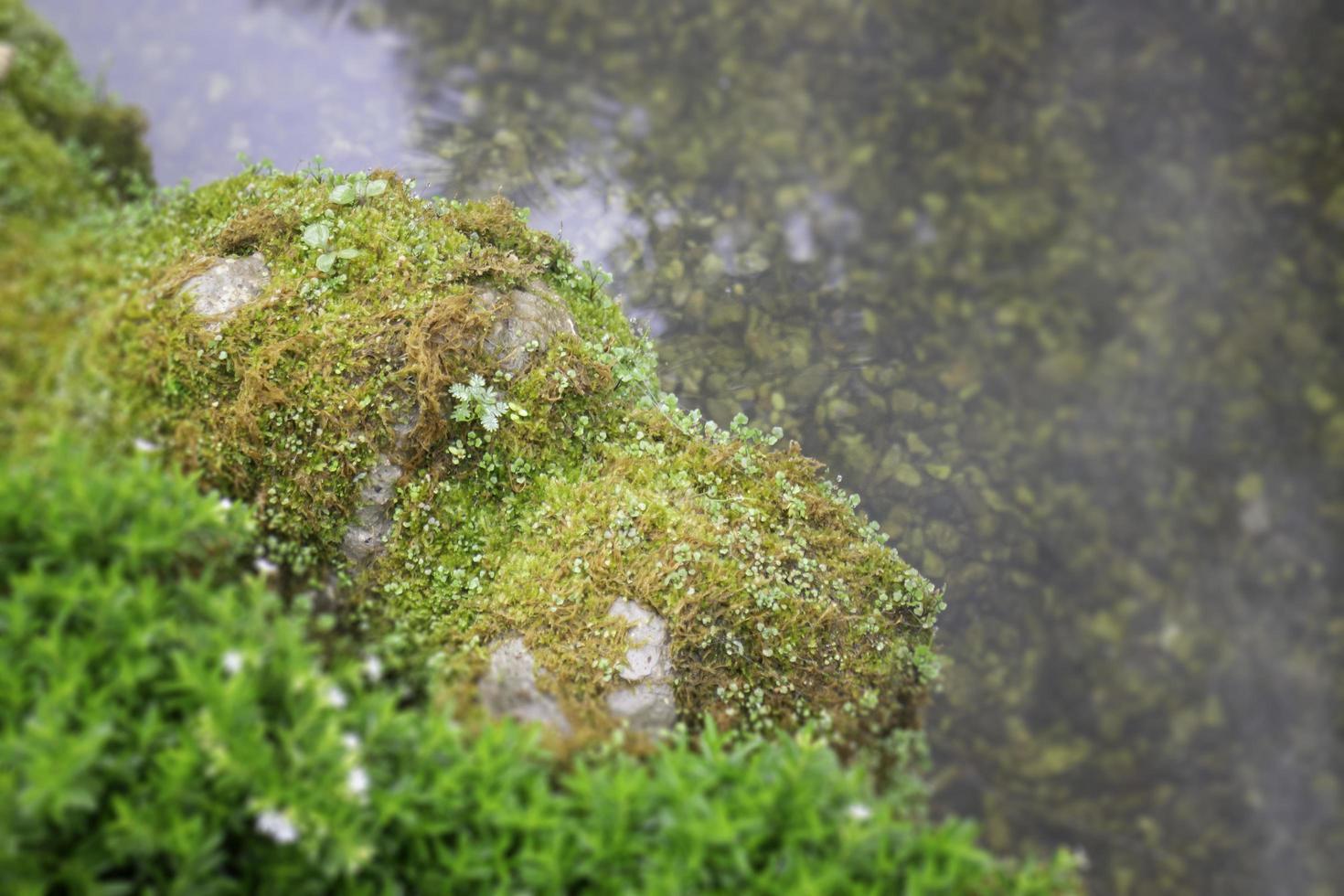 Tropical plants in a garden photo