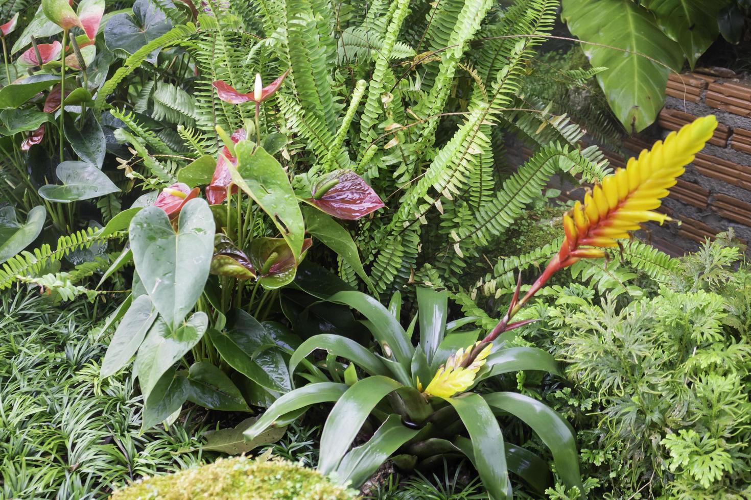 Tropical plants in a garden photo