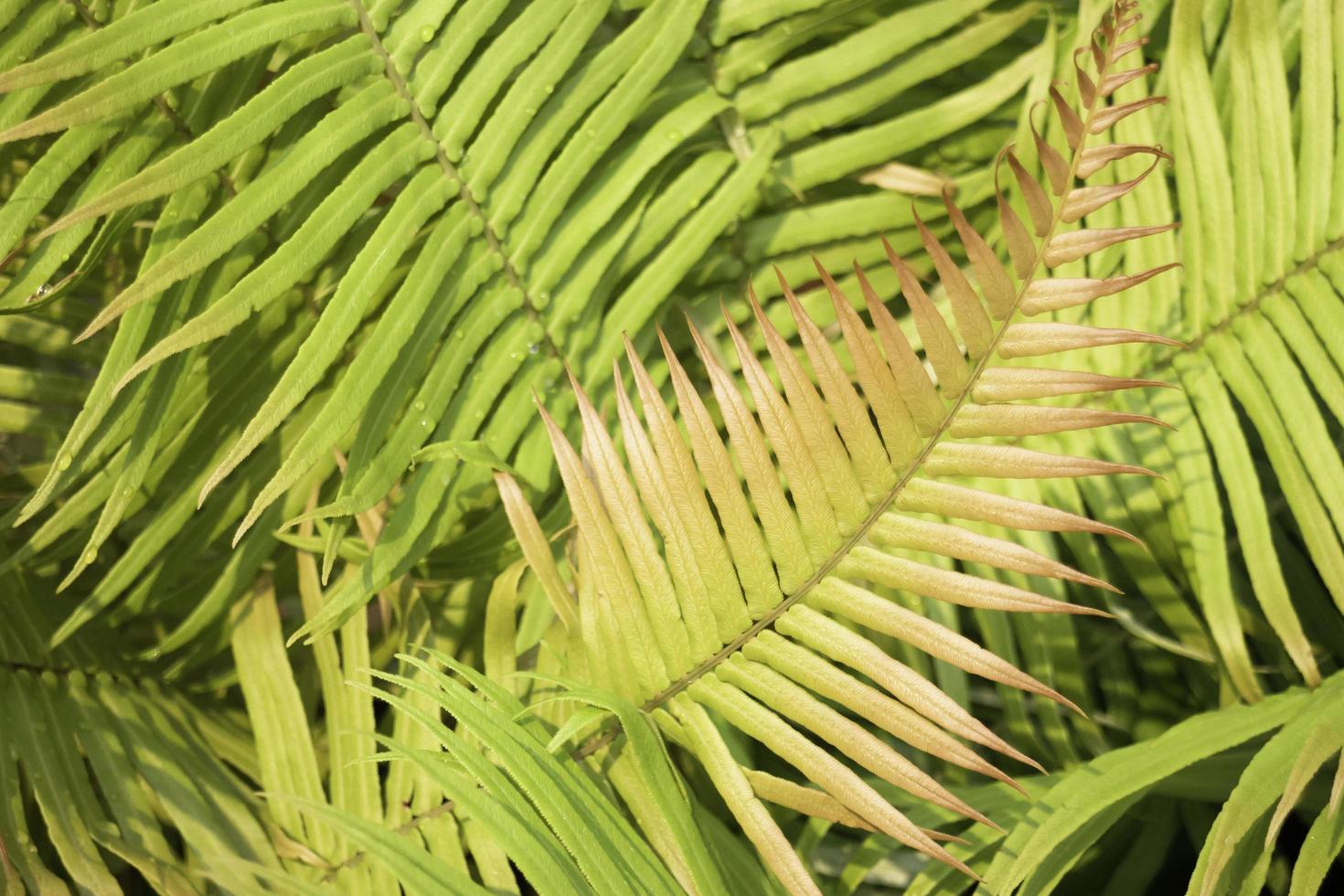 plantas tropicales en un jardín. foto