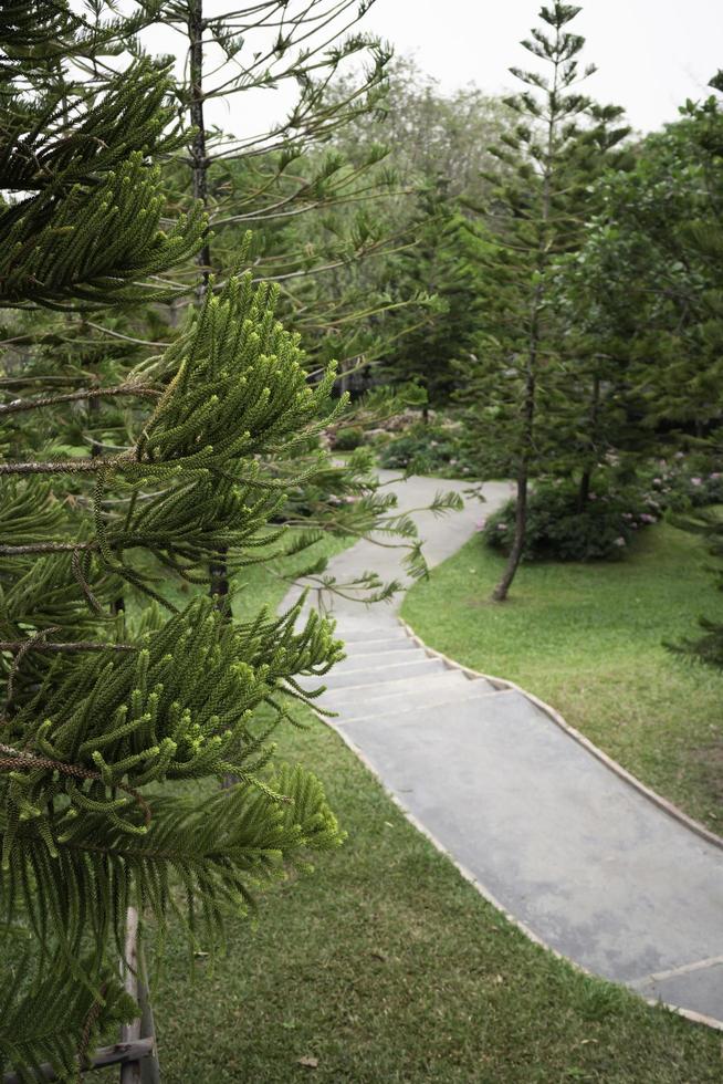 Conifer branch in lush garden photo