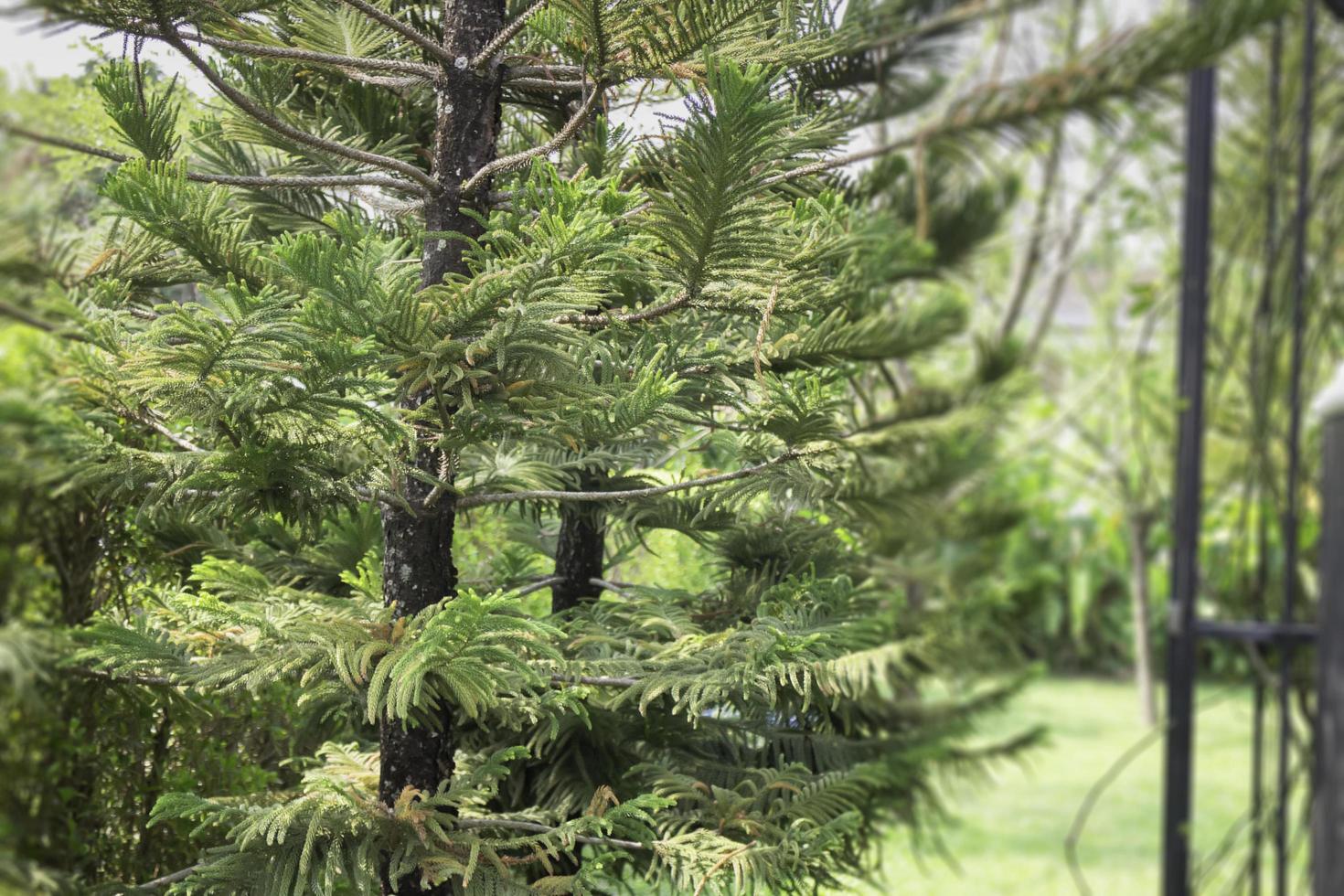 Conifer branch in lush garden photo