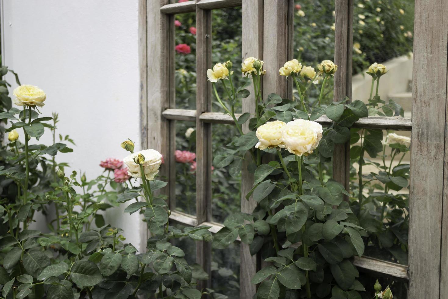 Beautiful rose garden in summer photo