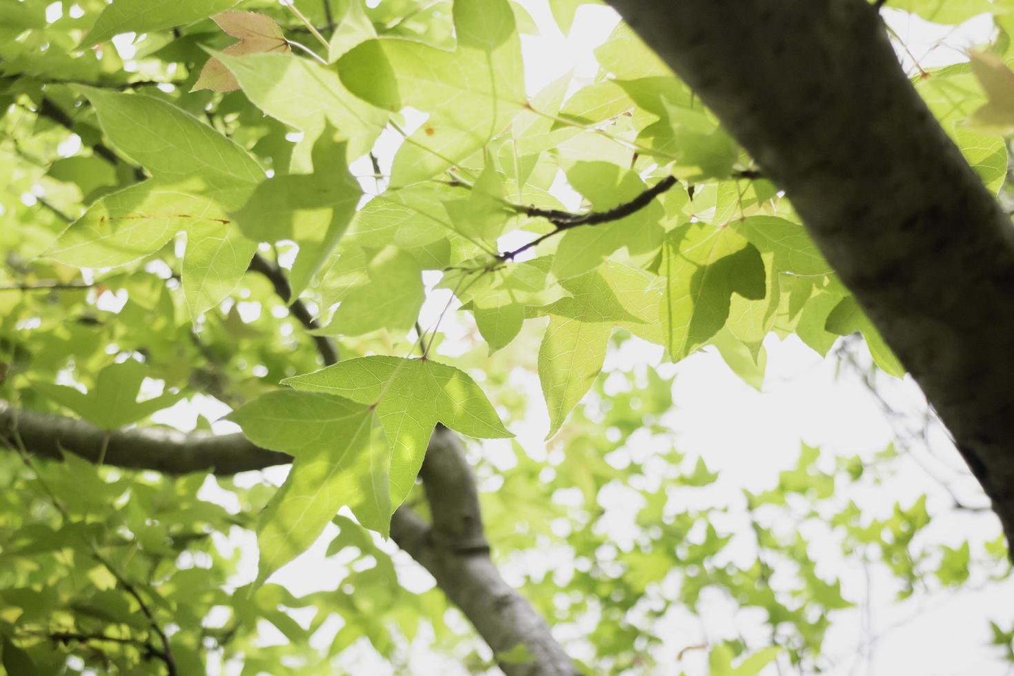 árbol de hojas de arce en verano foto