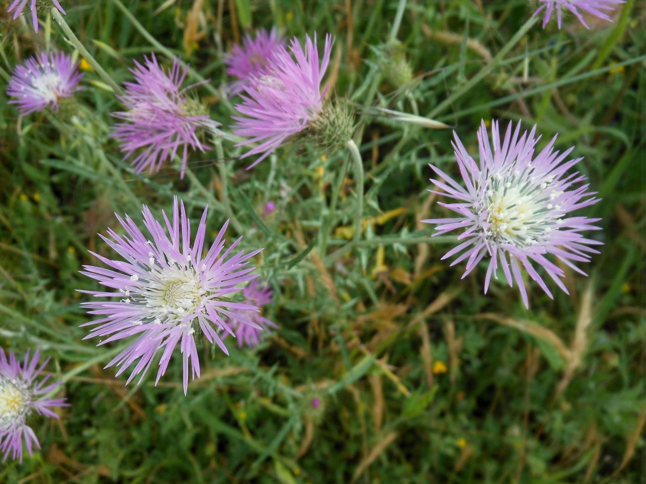 flores moradas en la naturaleza foto