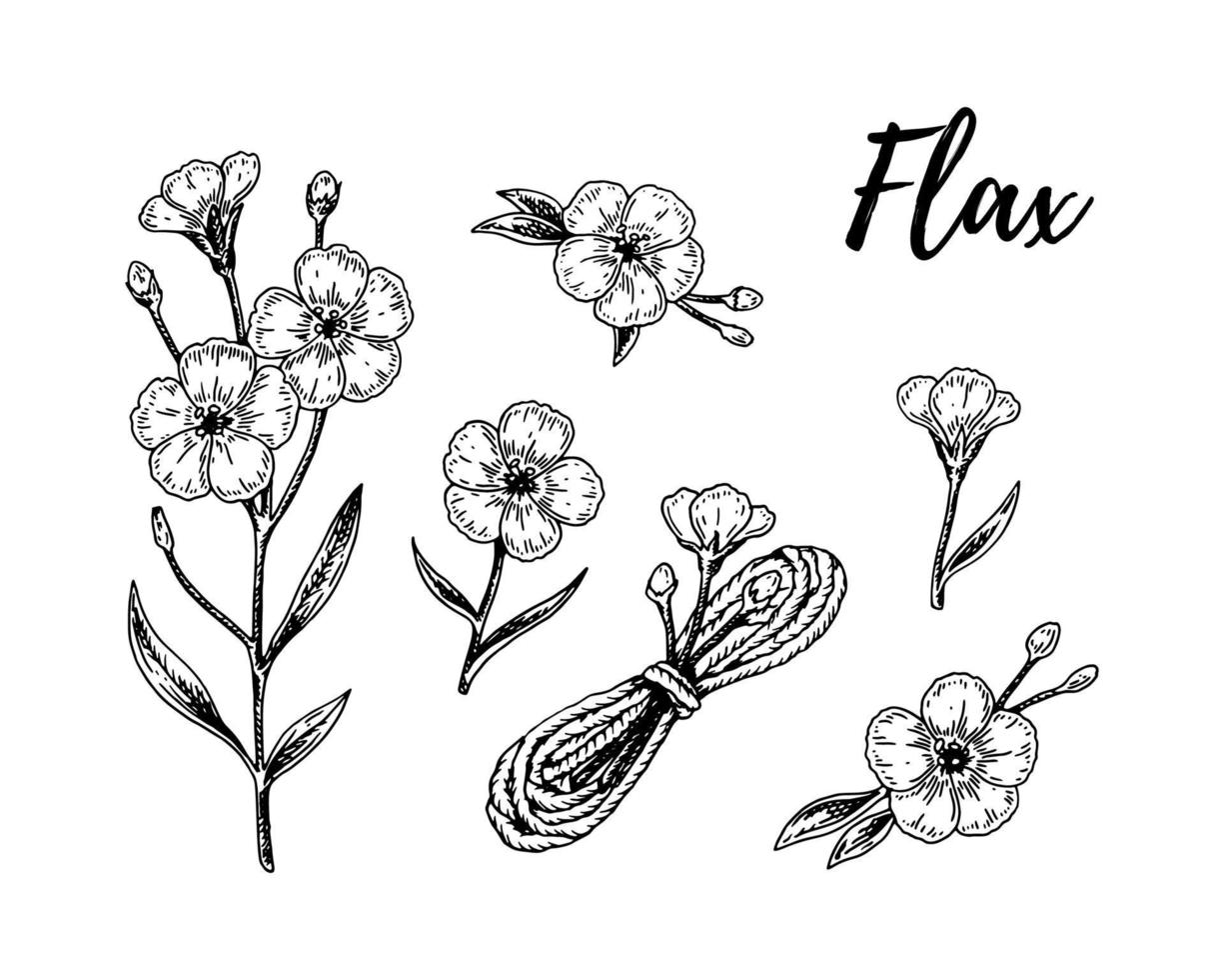 Set of Set of hand drawn flax flowers, branches and linen textile elements. Vector illustration in sketch style for linen seeds and oil packaging