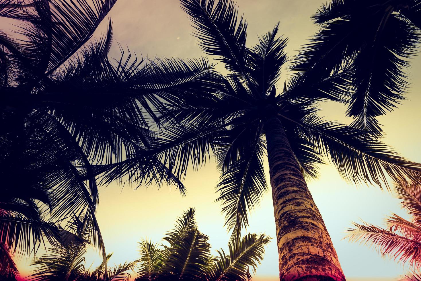 Silhouette of a palm tree photo