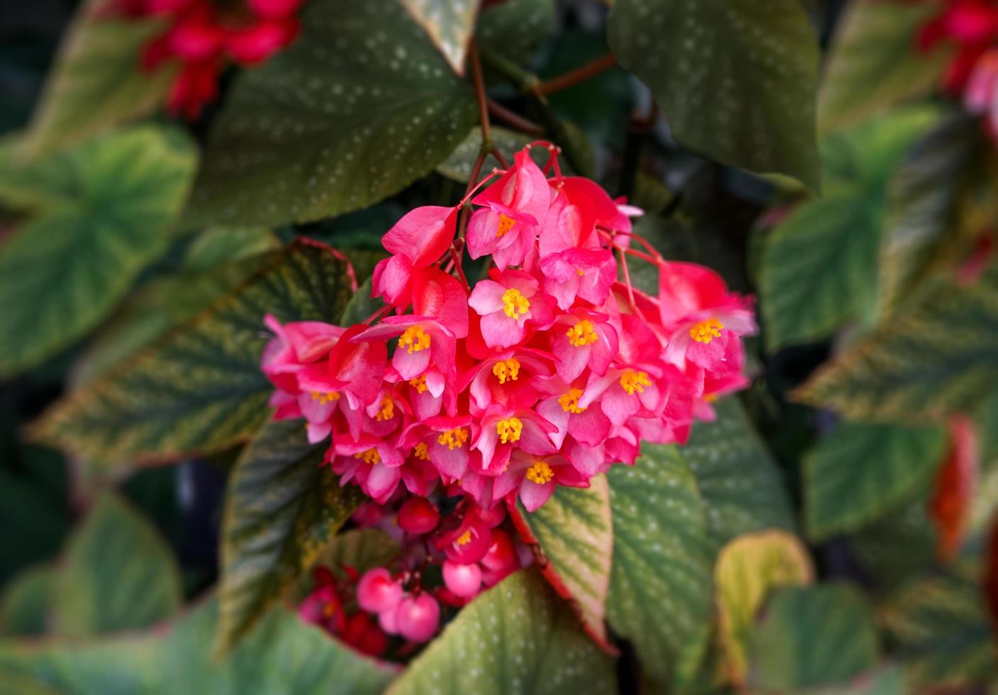 Floral background with pink flowers begonias photo
