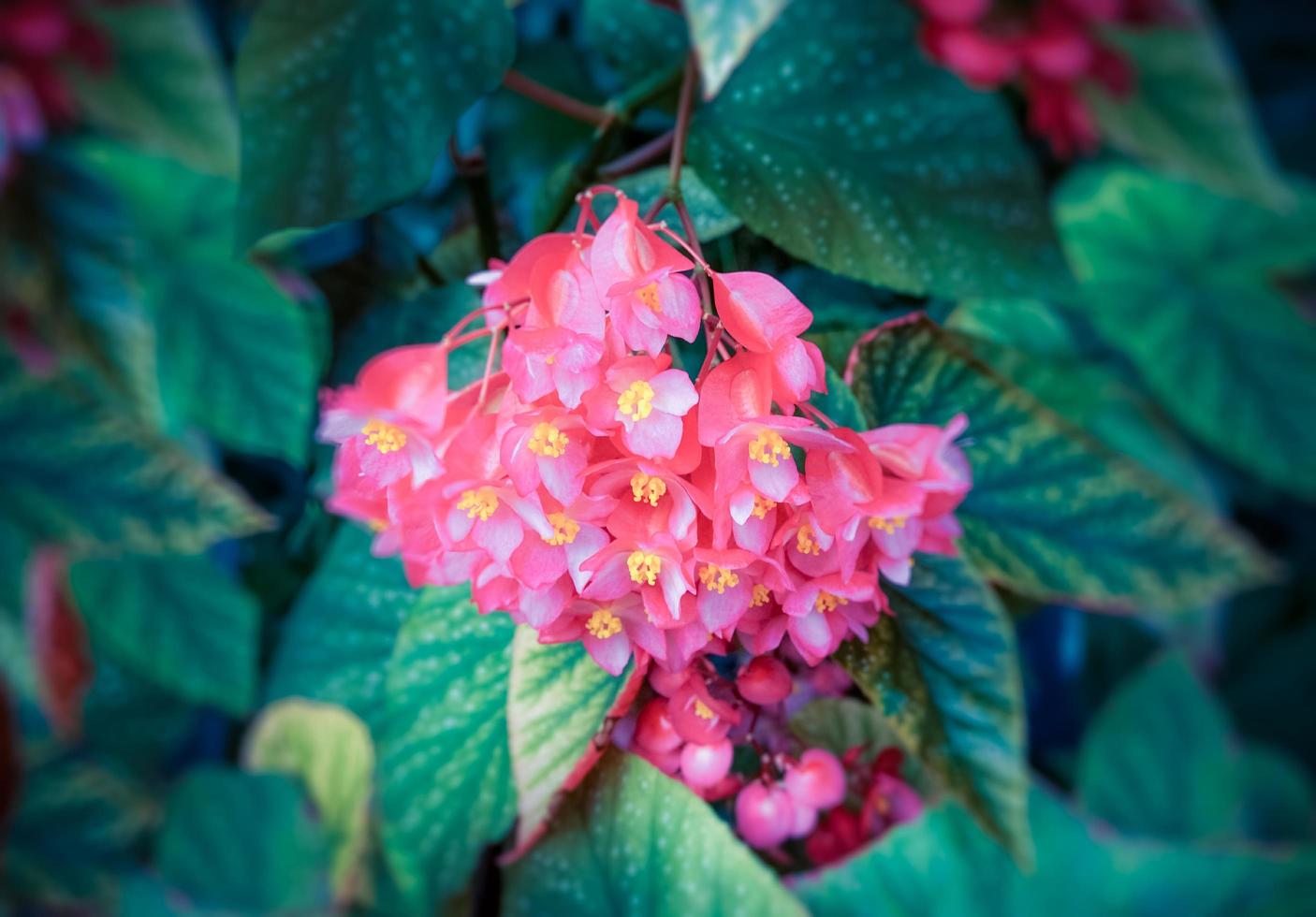 Vintage floral background with flowers begonias photo