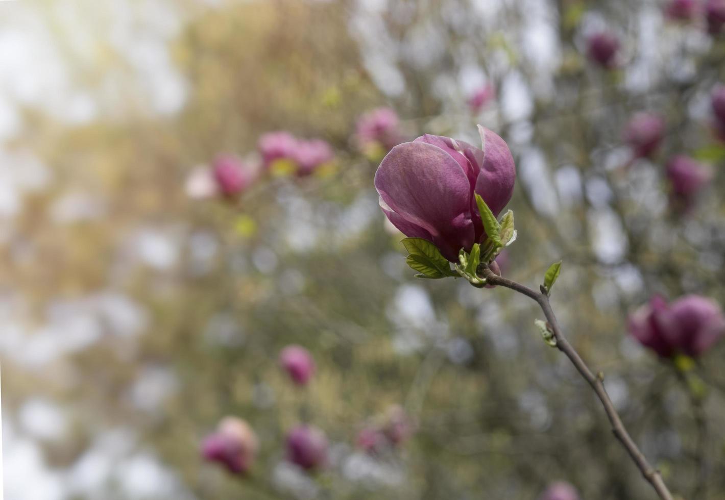 Pink Magnolia flowers in spring garden photo