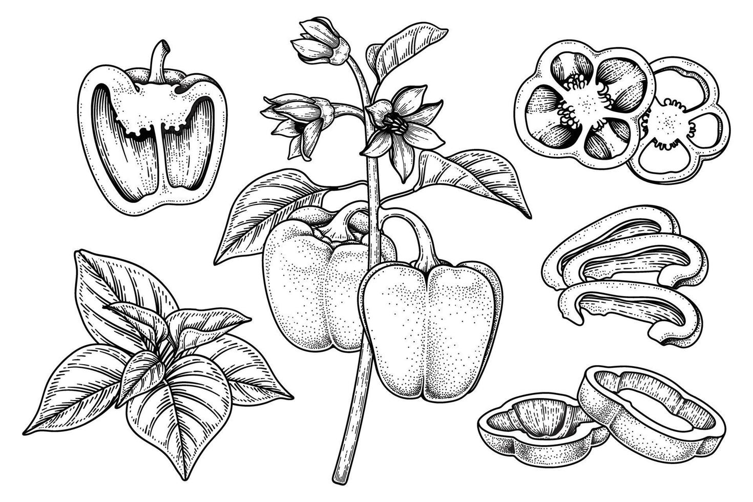 Set of bell pepper hand drawn elements botanical illustration vector