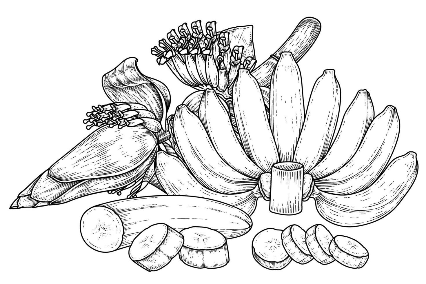 Set of banana fruit and banana blossom hand drawn sketch vector