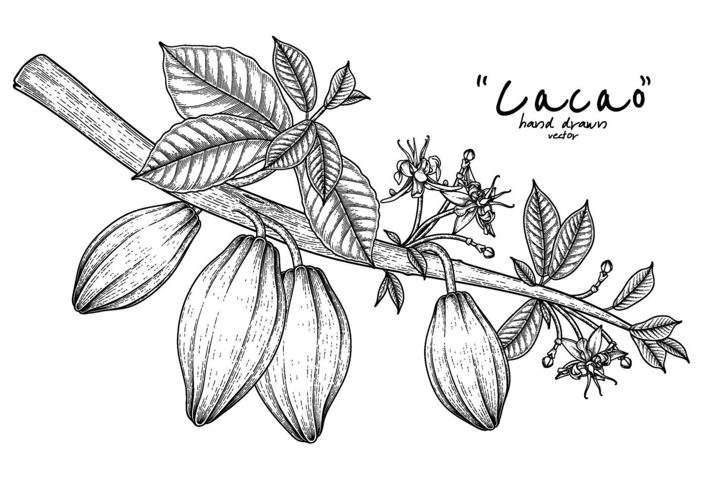 rama de cacao con frutas ilustración dibujada a mano vector