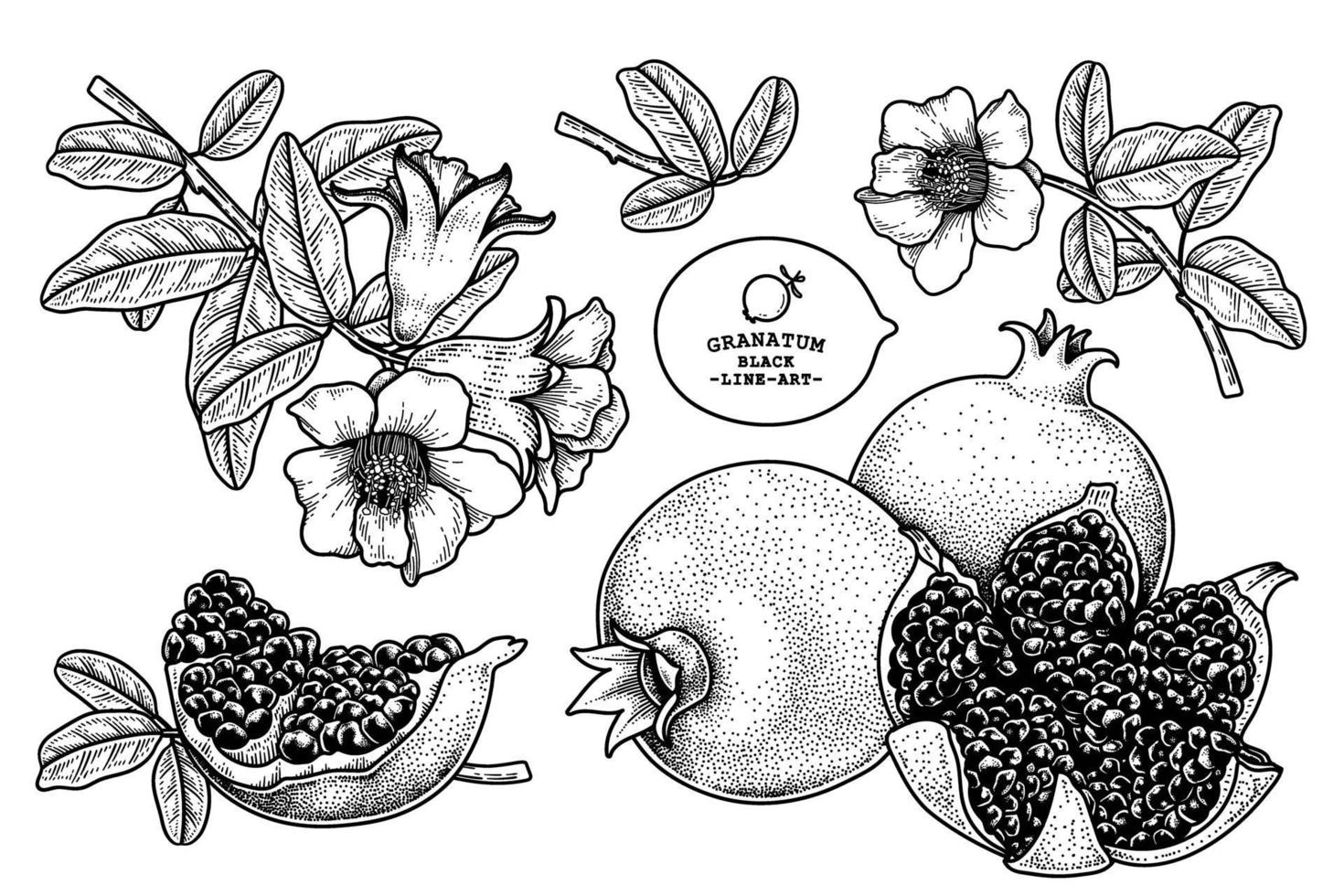 Pomegranate fruit hand drawn retro illustration vector