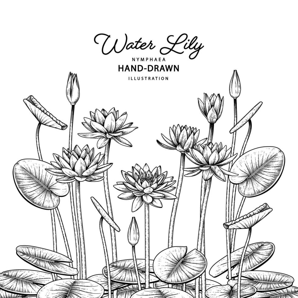 bosquejo conjunto decorativo floral. dibujos de flores de lirio de agua. arte de línea negra aislado sobre fondos blancos. ilustraciones botánicas dibujadas a mano. vector de elementos.