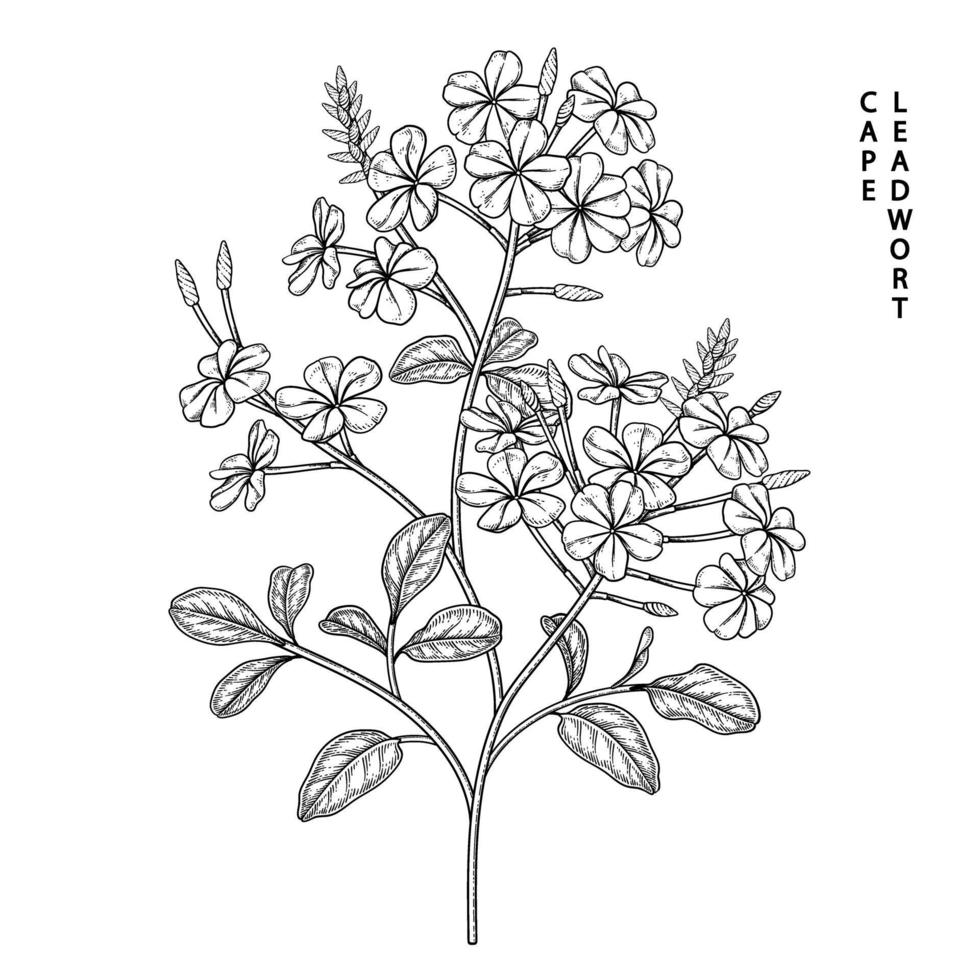 Plumbago auriculata o flor de cabo leadwort dibujados a mano ilustraciones de bocetos vector