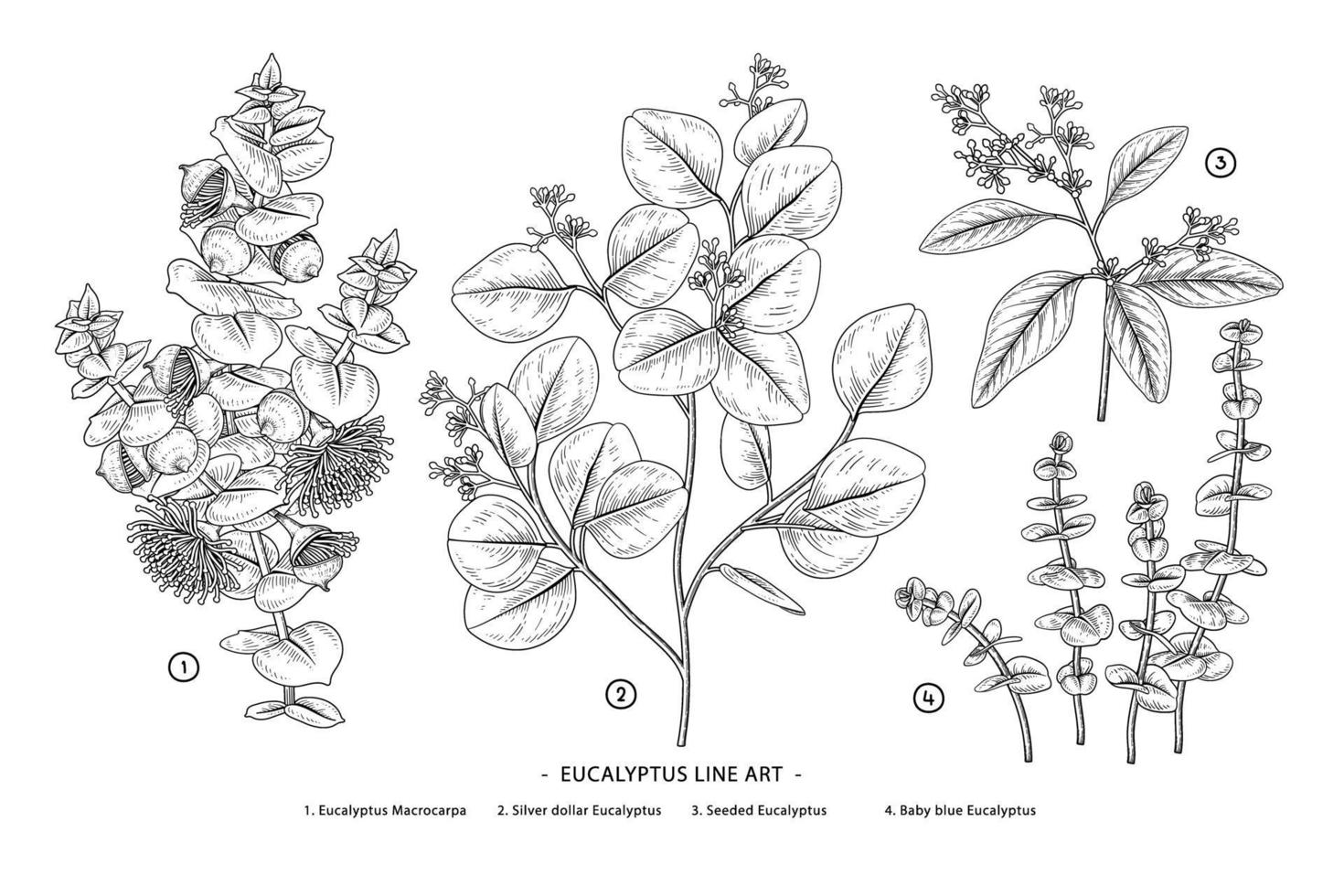 Eucalyptus branch hand drawn botanical illustration Retro style vector