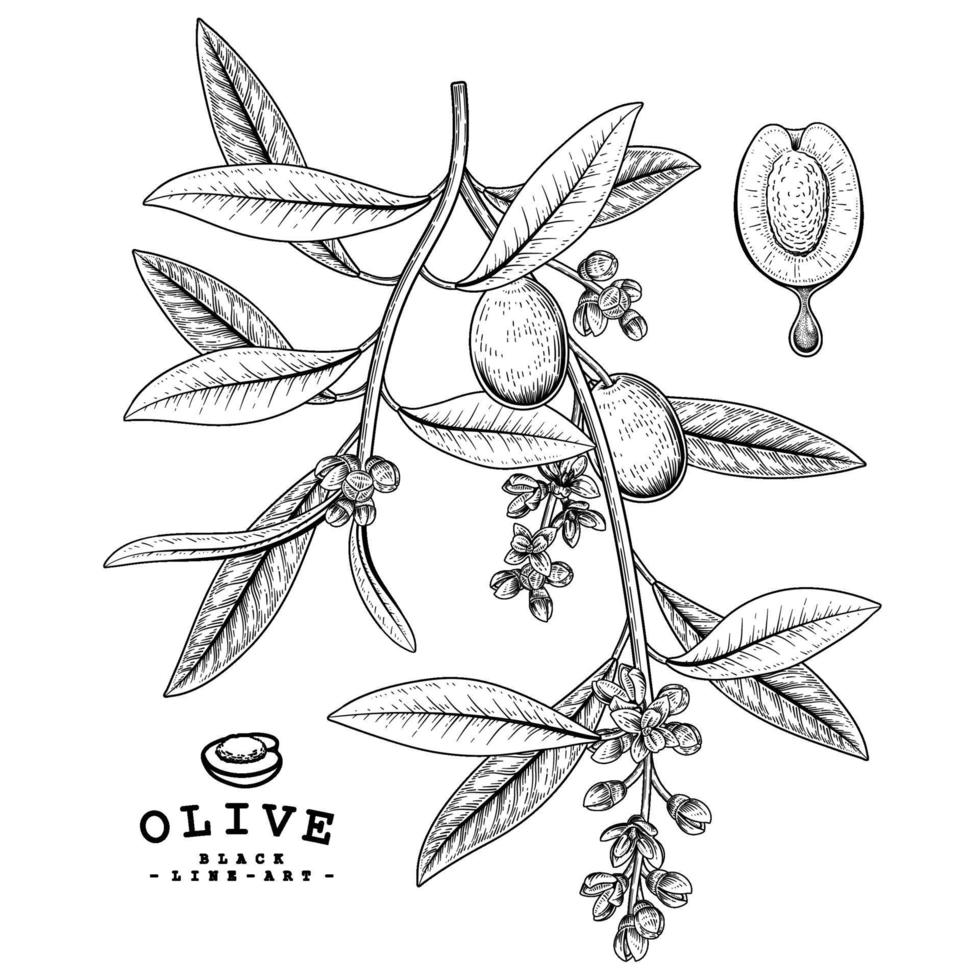 Olive branch with fruits and flowers Hand Drawn Sketch Illustrations vector