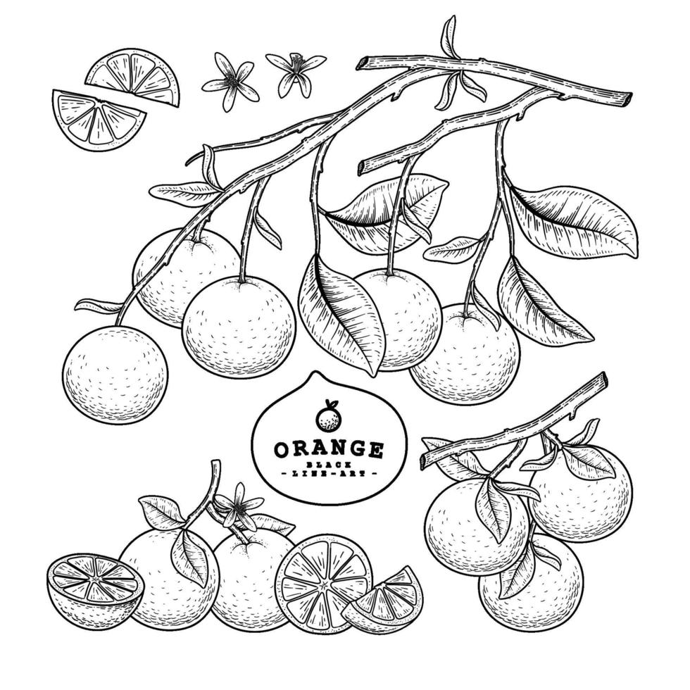 Whole half and slice of Orange citrus fruit Hand Drawn Sketch vector