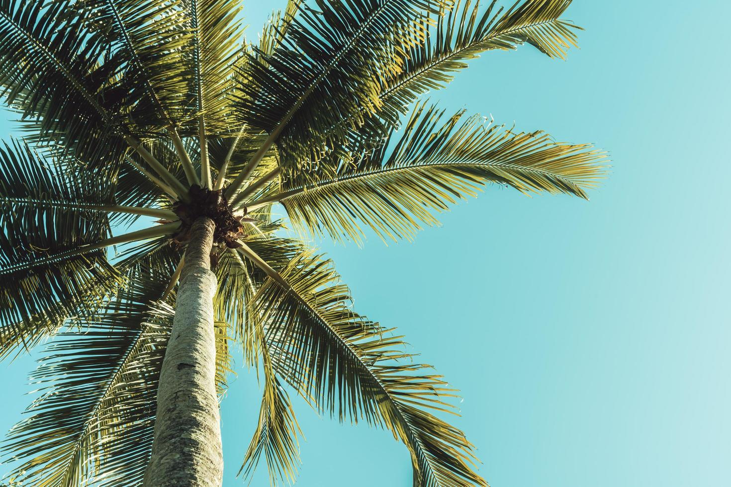 Palm tree on sky photo