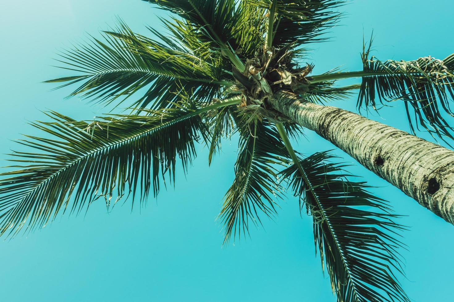 Palm tree on sky photo