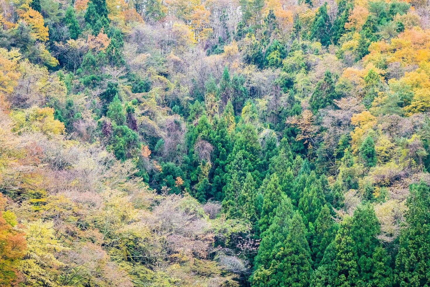 bosque colorido en la montaña foto