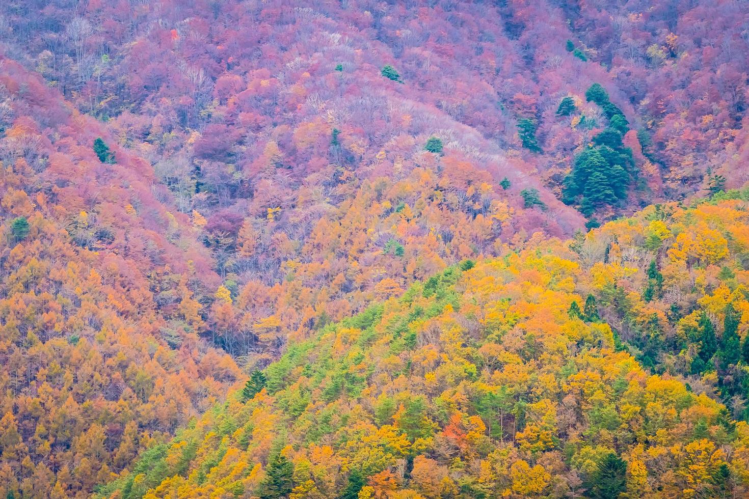 bosque colorido en la montaña foto