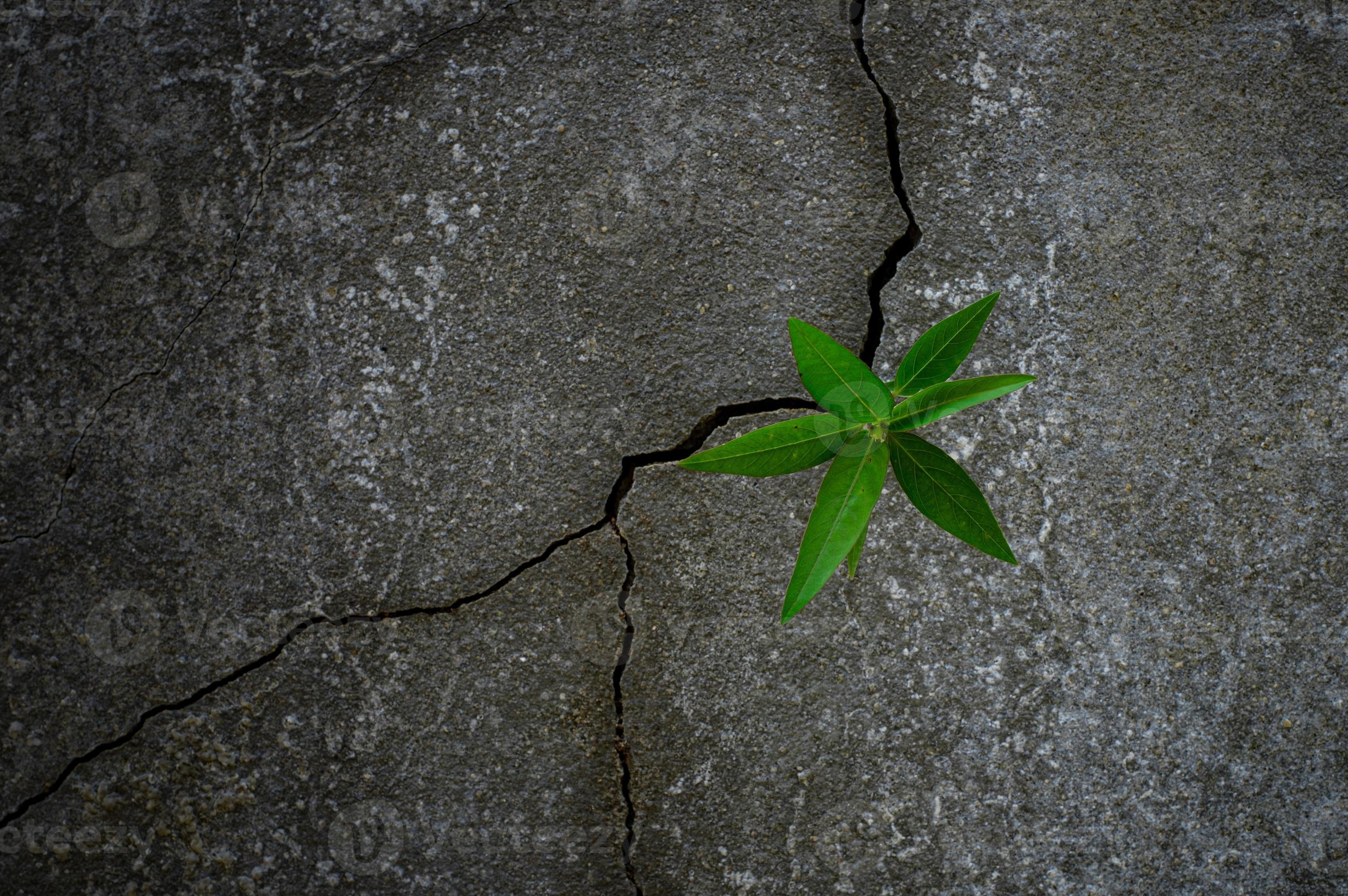 Young tree plant growing through concrete 2300398 Stock Photo at Vecteezy
