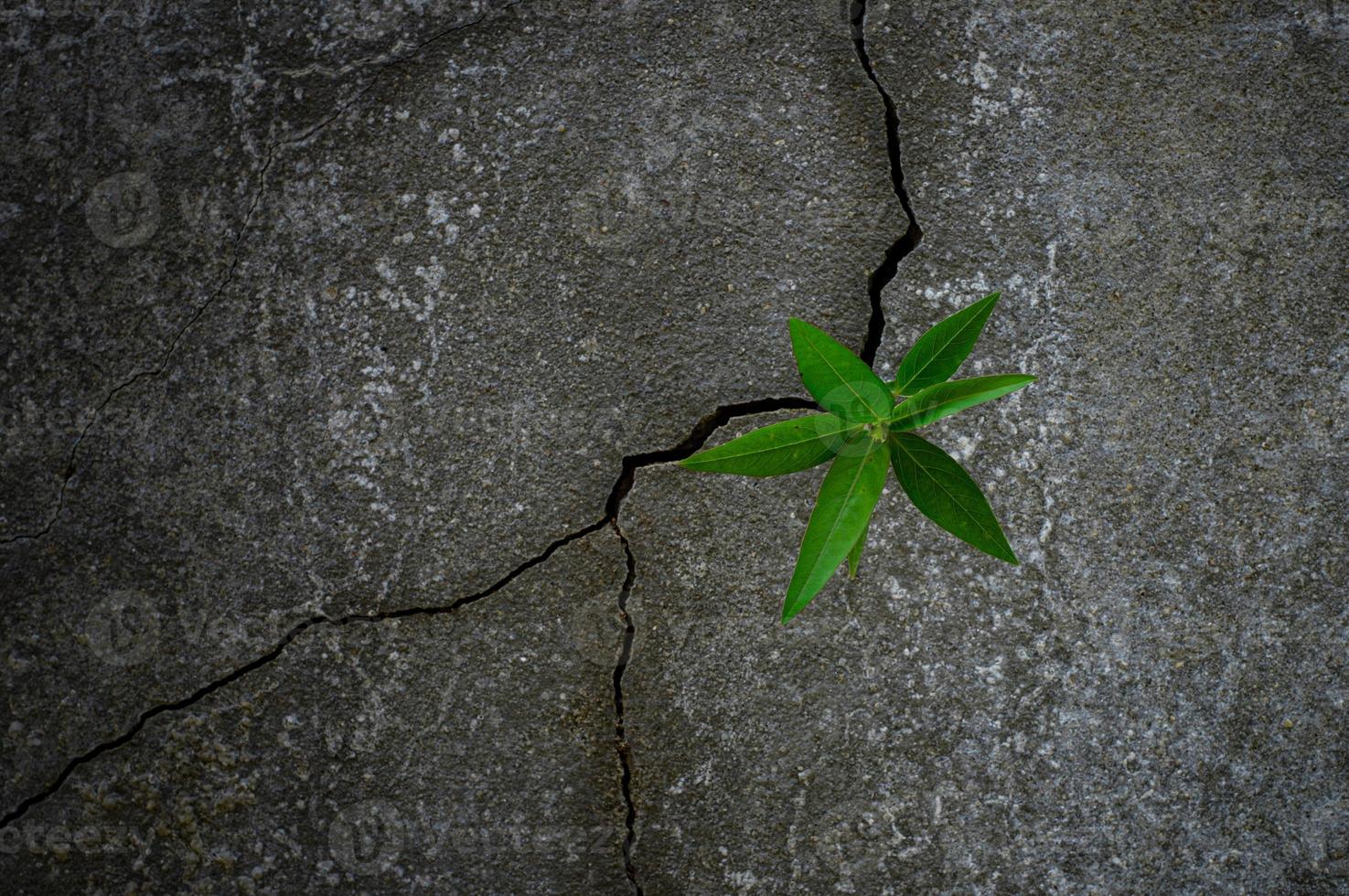 Young tree plant growing through concrete photo