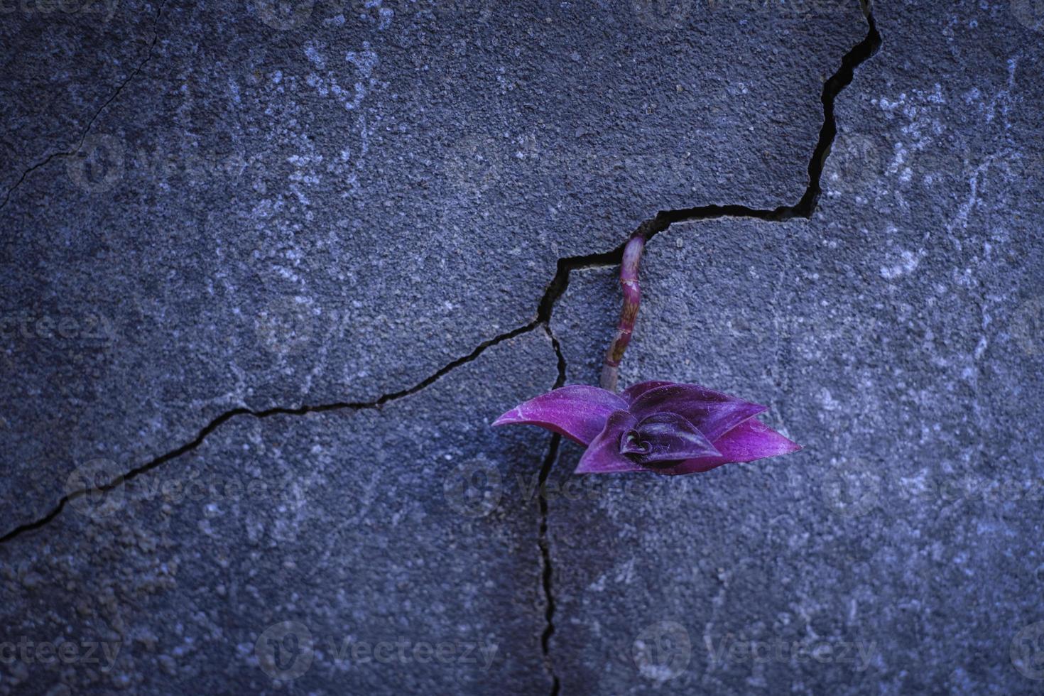 Purple plant growing out of concrete photo