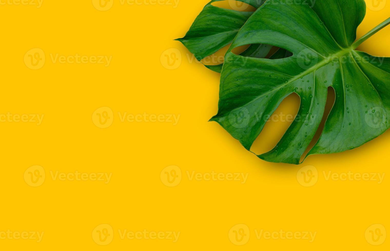 Green leaves on a yellow background photo