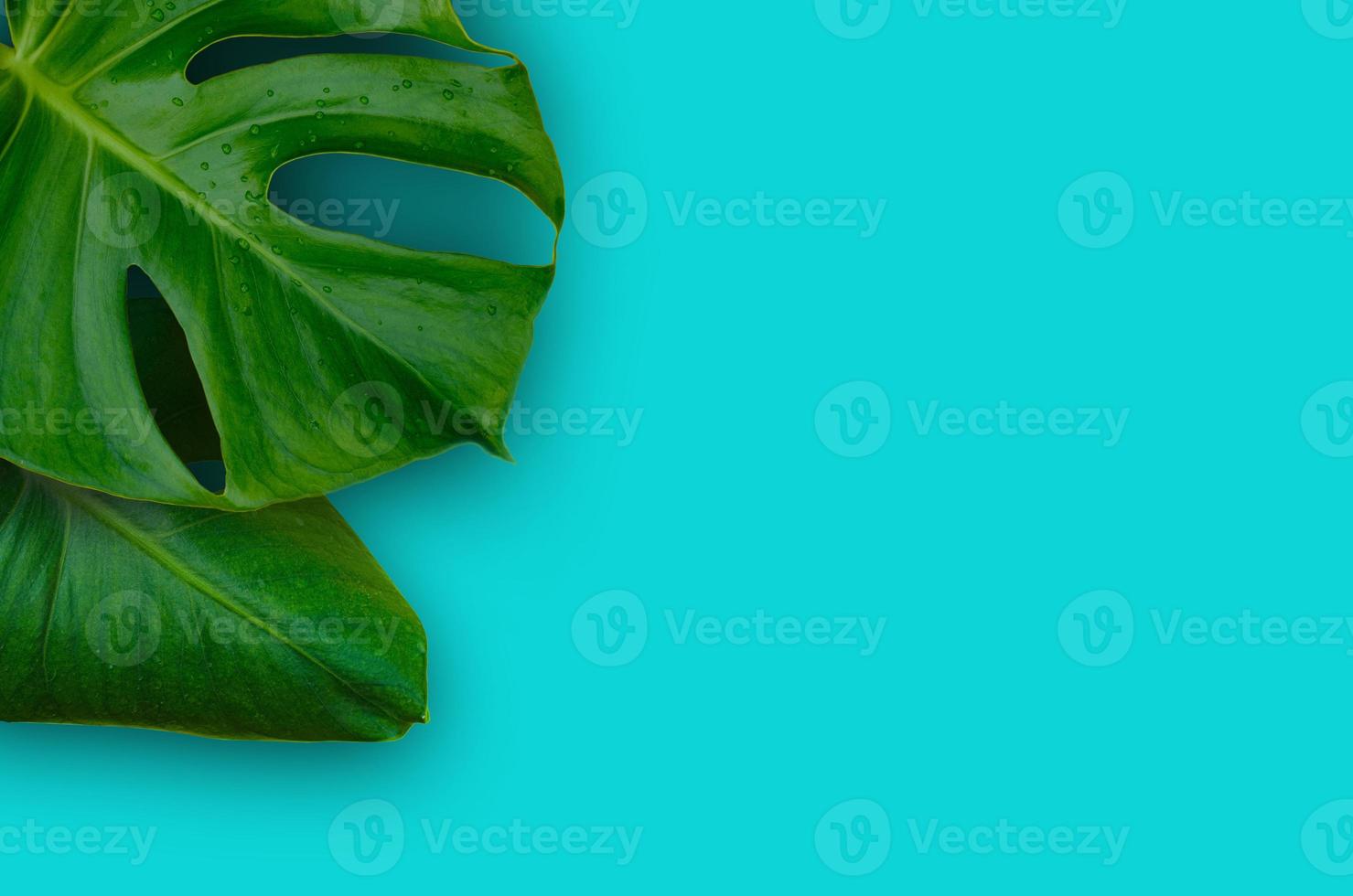 Green leaves on a blue background photo