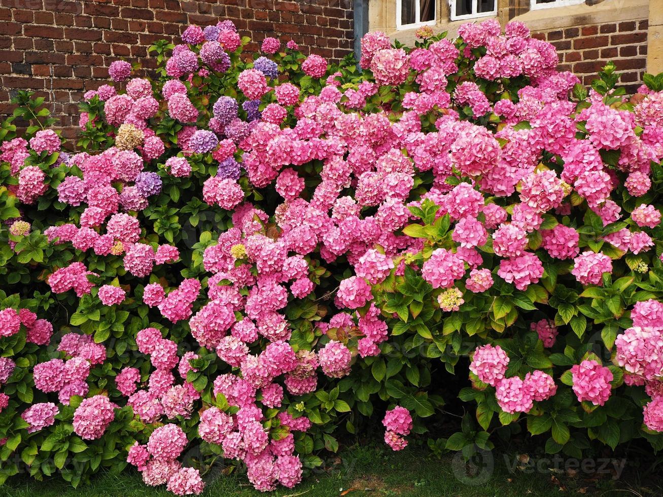 Hydrangea bush covered in dense pink flowers in a garden photo