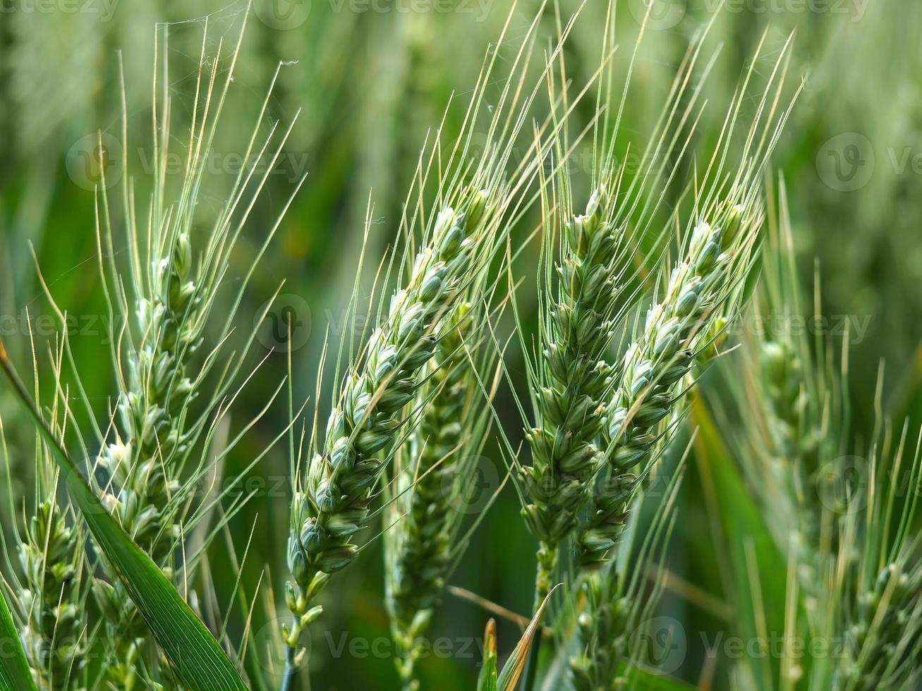 Wheat ears in a summer wheat field photo