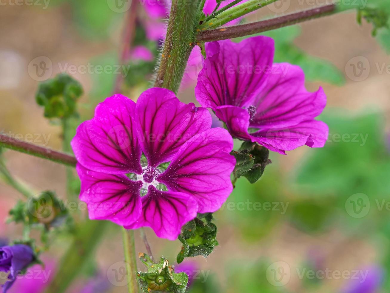 Hermosas flores de malva rosa púrpura, malva sylvestris foto