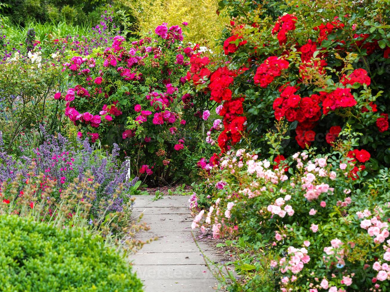 Pantalla de flores brillantes en un jardín de verano foto