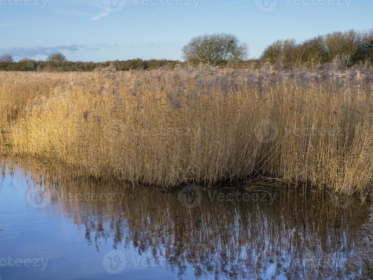 Reeds reflected in a pond at Far Ings Nature Reserve, North Lincolnshire, England photo