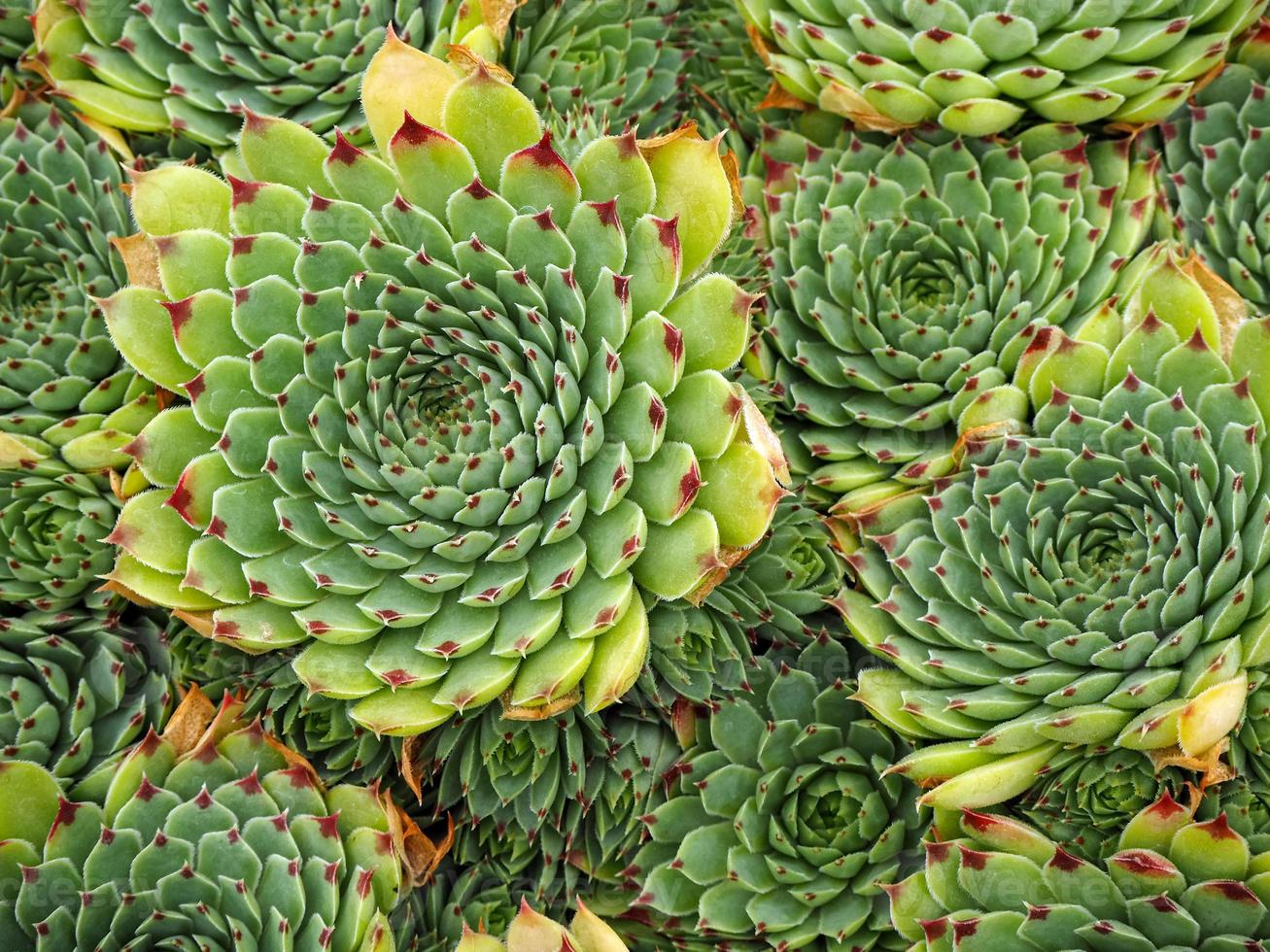 Lovely green and red Sempervivum succulent plants seen from above photo