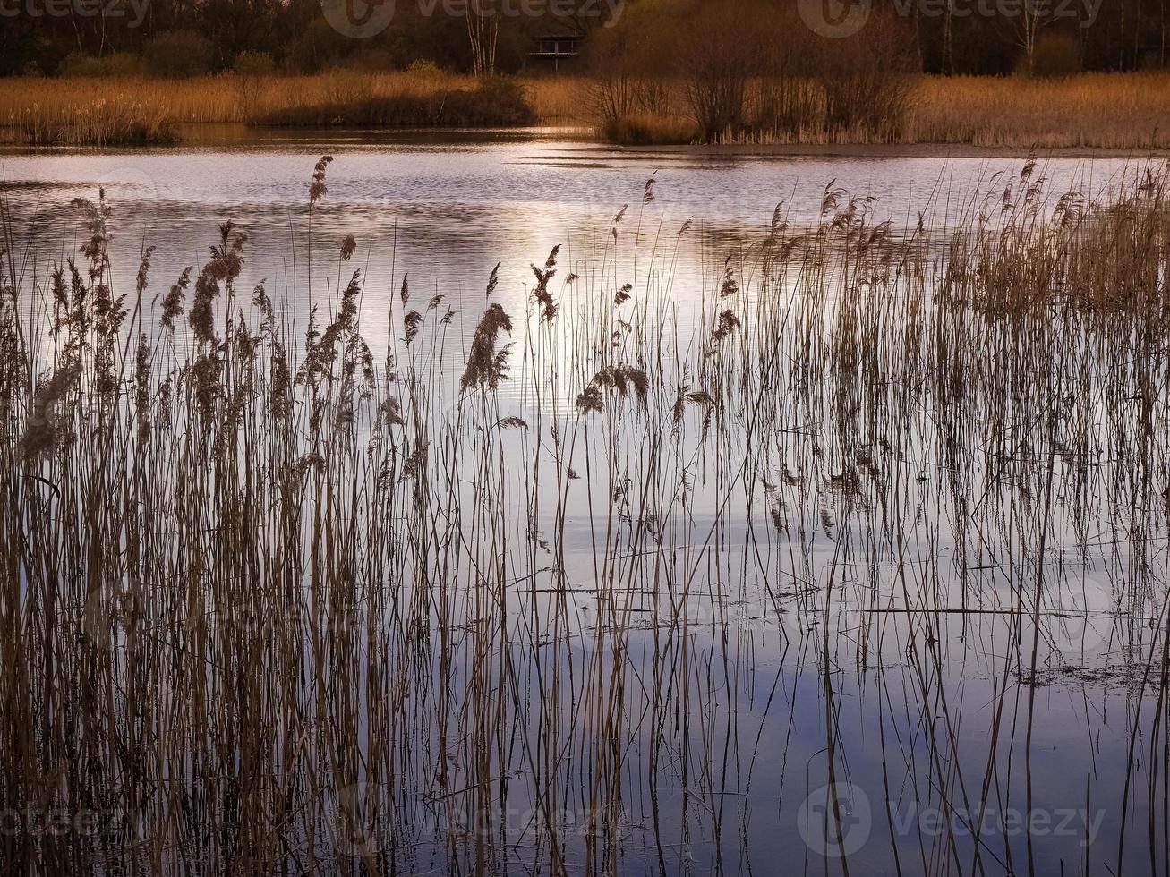 cañas en luz dorada del sol, potteric carr, south yorkshire foto