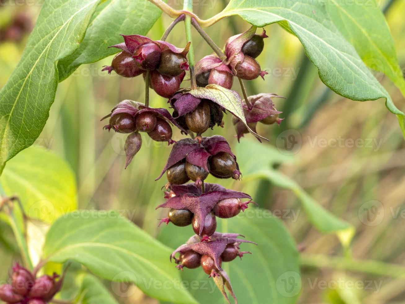 Himalayan honeysuckle, also known as flowering nutmeg photo