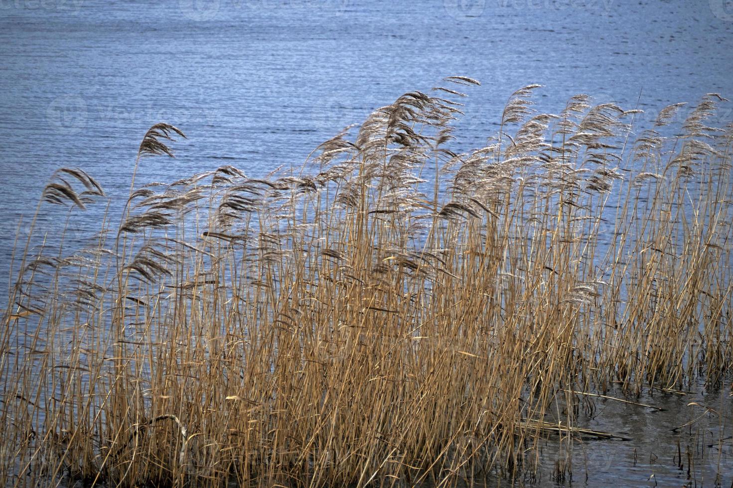 Reeds blowing in the wind beside a lake photo