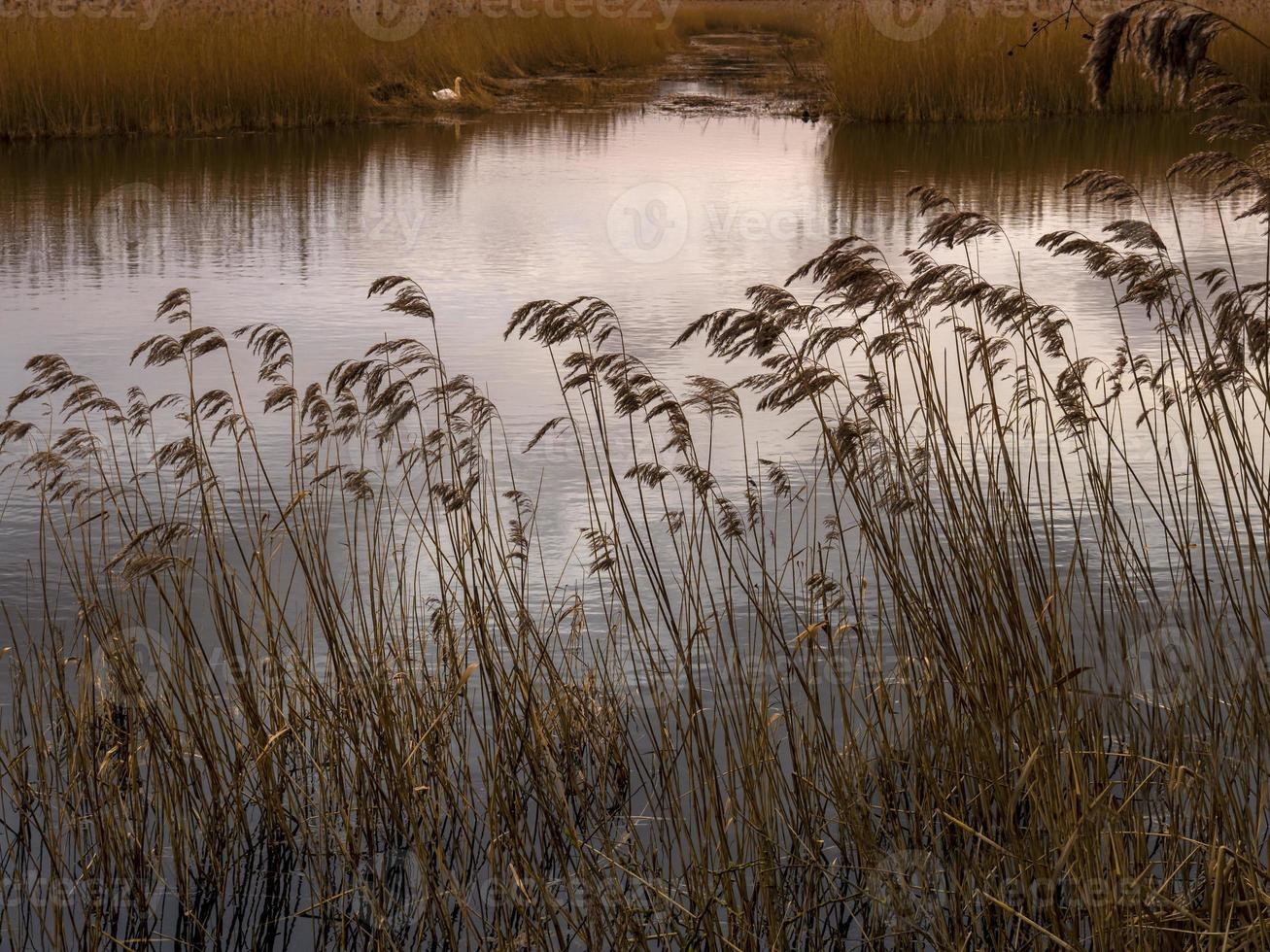 Reeds at Far Ings Nature Reserve, Lincolnshire, England photo